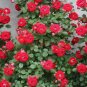 100 PCS Seeds Rose Red Thailand Climbing Rose