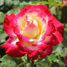 50 PCS Seeds Rose Red Yellow Flower