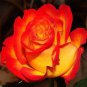 50 PCS Seeds Rose Red Yellow Flower