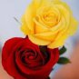 50 PCS Seeds Rose Red Yellow Flower