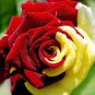 50 PCS Seeds Rose Red Yellow Flower