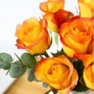 50 PCS Seeds Rose Red Yellow Rose Plant 50 PCS Seeds Rose Red Yellow Rose Plant