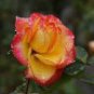 50 PCS Seeds Rose Red Yellow Rose Plant