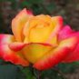 50 PCS Seeds Rose Red Yellow Rose Plant