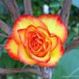 50 PCS Seeds Rose Red Yellow Rose Plant