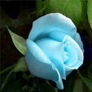 100 PCS Seeds Rose Seeds Greenish Blue Colors