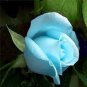 100 PCS Seeds Rose Seeds Greenish Blue Colors