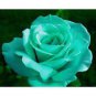 100 PCS Seeds Rose Seeds Greenish Blue Colors