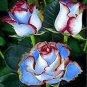 200 PCS Seeds Rose Seeds White and Blue Bi-Colors