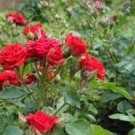 50 PCS Seeds Rose Tree Rose-red Perenial Flower 50 PCS Seeds Rose Tree Rose-red Perenial Flower