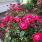 50 PCS Seeds Rose Tree Rose-red Perenial Flower