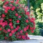 50 PCS Seeds Rose Tree Rose-red Perenial Flower