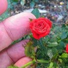 100 PCS Seeds Rose Vine bonsais lings Being Miniature Rose Garden Landscaping 100 PCS Seeds Rose Vine bonsais lings Being Miniature Rose Garden Landscaping