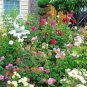 100 PCS Seeds Rose Vine bonsais lings Being Miniature Rose Garden Landscaping
