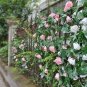 100 PCS Seeds Rose Vine bonsais lings Being Miniature Rose Garden Landscaping