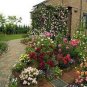100 PCS Seeds Rose Vine bonsais lings Being Miniature Rose Garden Landscaping