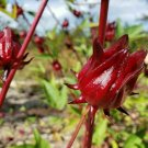 100 PCS Seeds Roselle Ilibiscus