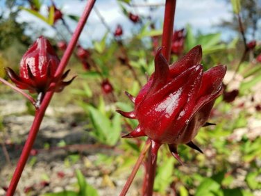 100 PCS Seeds Roselle Ilibiscus
