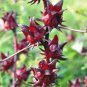 100 PCS Seeds Roselle Ilibiscus