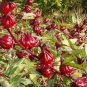 100 PCS Seeds Roselle Ilibiscus