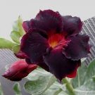 2 PCS Seeds Rosemarie Dark Red Desert Rose Adenium Obesum