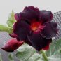 2 PCS Seeds Rosemarie Dark Red Desert Rose Adenium Obesum