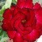 2 PCS Seeds Rosemarie Dark Red Desert Rose Adenium Obesum