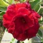 2 PCS Seeds Rosemarie Dark Red Desert Rose Adenium Obesum