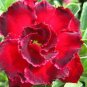 2 PCS Seeds Rosemarie Dark Red Desert Rose Adenium Obesum