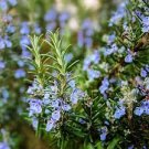 5 PCS Seeds Rosemary Rosmarinus officinalis Herbs 5 PCS Seeds Rosemary Rosmarinus officinalis Herbs