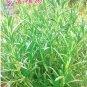 5 PCS Seeds Rosemary Rosmarinus officinalis Herbs