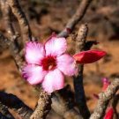 2 PCS Seeds Rosy Adenium Obesum 7th Heaven Desert Rose Flowers 2 PCS Seeds Rosy Adenium Obesum 7th Heaven Desert Rose Flowers
