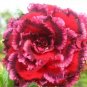 2 PCS Seeds Rosy Adenium Obesum 7th Heaven Desert Rose Flowers