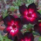 2 PCS Seeds Rosy Adenium Obesum Black Red Desert Rose Flowers 2 PCS Seeds Rosy Adenium Obesum Black Red Desert Rose Flowers