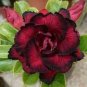 2 PCS Seeds Rosy Adenium Obesum Black Red Desert Rose Flowers