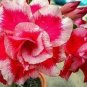 2 PCS Seeds Rosy Adenium Obesum Chotratsamee Desert Rose Flowers