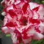 2 PCS Seeds Rosy Adenium Obesum Chotratsamee Desert Rose Flowers