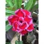 2 PCS Seeds Rosy Adenium Obesum HANGPLAKAD Desert Rose Flowers