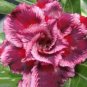 2 PCS Seeds Rosy Adenium Obesum HANGPLAKAD Desert Rose Flowers