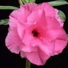 2 PCS Seeds Rosy Adenium Obesum Hassadee Pink Desert Rose Flowers 2 PCS Seeds Rosy Adenium Obesum Hassadee Pink Desert Rose Flowers