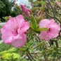 2 PCS Seeds Rosy Adenium Obesum Hassadee Pink Desert Rose Flowers
