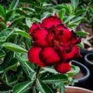 2 PCS Seeds Rosy Adenium Obesum Hassadee Red Desert Rose Flowers 2 PCS Seeds Rosy Adenium Obesum Hassadee Red Desert Rose Flowers
