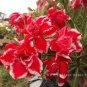 2 PCS Seeds Rosy Adenium Obesum Hassadee Red Desert Rose Flowers