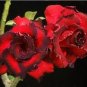 2 PCS Seeds Rosy Adenium Obesum Hassadee Red Desert Rose Flowers