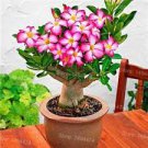 2 PCS Seeds Rosy Adenium Obesum IRIN Desert Rose Flowers 2 PCS Seeds Rosy Adenium Obesum IRIN Desert Rose Flowers