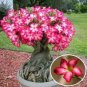 2 PCS Seeds Rosy Adenium Obesum IRIN Desert Rose Flowers