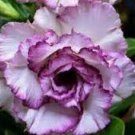 2 PCS Seeds Rosy Adenium Obesum Kusuma Violet Desert Rose Flowers 2 PCS Seeds Rosy Adenium Obesum Kusuma Violet Desert Rose Flowers