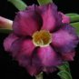 2 PCS Seeds Rosy Adenium Obesum Kusuma Violet Desert Rose Flowers
