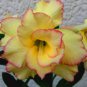 2 PCS Seeds Rosy Adenium Obesum Lucky Yellow Desert Rose Flowers