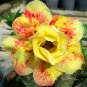 2 PCS Seeds Rosy Adenium Obesum Lucky Yellow Desert Rose Flowers